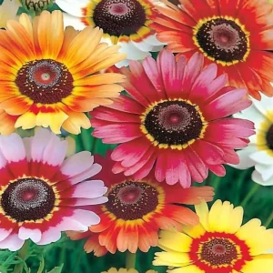 Painted Daisy Seeds – Chrysanthemum carinatum – 200 Seeds – Bright Perennial Blooms - Image 3