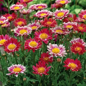 Painted Daisy Seeds – Chrysanthemum carinatum – 200 Seeds – Bright Perennial Blooms - Image 4