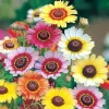 Painted Daisy Seeds – Chrysanthemum carinatum – 200 Seeds – Bright Perennial Blooms - Image 1