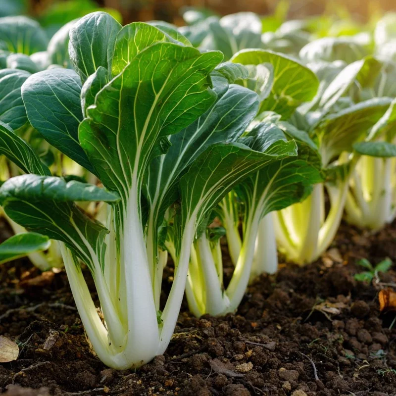 Pak Choi Chinese Cabbage White Stem Seeds – 150 Seeds – Easy to Grow - Image 4