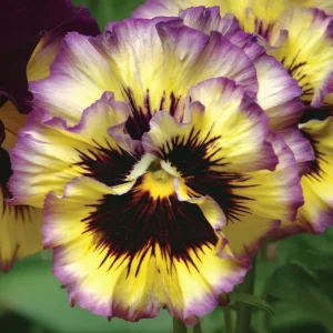 Pansy Lemonberry Seeds - Ruffled Viola Flower Seeds (25 Count) - Unique Yellow & Berry Tones - Image 3