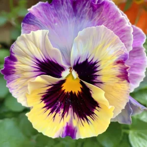 Pansy Lemonberry Seeds - Ruffled Viola Flower Seeds (25 Count) - Unique Yellow & Berry Tones - Image 4