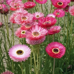 Paper Daisy Seeds - 500 Count - Helipterum roseum Everlasting Blooms - Image 2