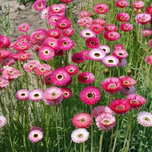 Paper Daisy Seeds - 500 Count - Helipterum roseum Everlasting Blooms - Image 3