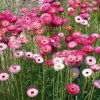 Paper Daisy Seeds - 500 Count - Helipterum roseum Everlasting Blooms - Image 1