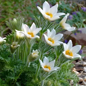 Pasque Flower Seeds - 20 Count Heirloom Anemone patens wolfgangiana for Gardens & Pollinators - Image 2