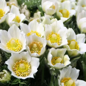 Pasque Flower Seeds - 20 Count Heirloom Anemone patens wolfgangiana for Gardens & Pollinators - Image 1