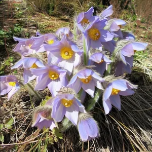 Pasque Flower Seeds - 20 Count Heirloom Anemone patens wolfgangiana for Gardens & Pollinators - Image 3