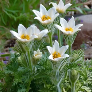 Pasque Flower Seeds - 20 Count Heirloom Anemone patens wolfgangiana for Gardens & Pollinators - Image 4