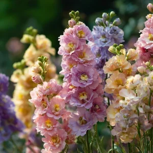 Pastel Mix Stock Flower Seeds - 25 Sweet-Scented Edible Blooms - Image 4