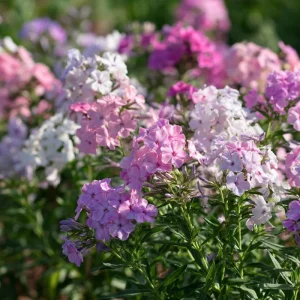 Pastel Phlox Seeds Mix – 300 Seeds for Cottage Gardens, Annual Blooms - Image 2