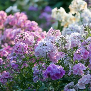 Pastel Phlox Seeds Mix – 300 Seeds for Cottage Gardens, Annual Blooms - Image 3