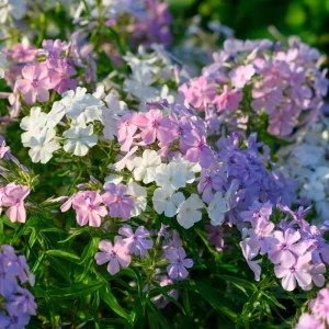 Pastel Phlox Seeds Mix – 300 Seeds for Cottage Gardens, Annual Blooms - Image 4