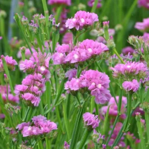 Pastel Shades Statice Flower Seeds – 50 Count – Soft Colorful Dried Blooms – Outdoor - Image 2