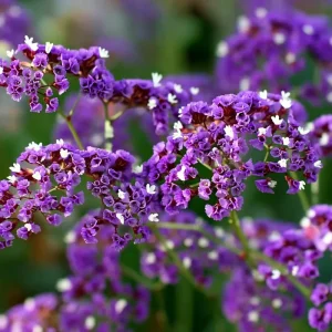 Pastel Shades Statice Flower Seeds – 50 Count – Soft Colorful Dried Blooms – Outdoor - Image 3