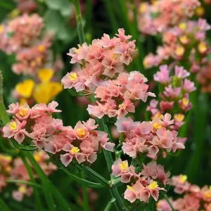 Pastel Shades Statice Flower Seeds – 50 Count – Soft Colorful Dried Blooms – Outdoor - Image 4