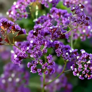 Pastel Shades Statice Flower Seeds – 50 Count – Soft Colorful Dried Blooms – Outdoor - Image 5