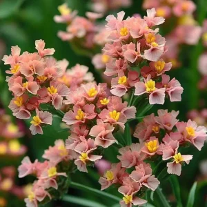 Pastel Shades Statice Flower Seeds – 50 Count – Soft Colorful Dried Blooms – Outdoor - Image 6