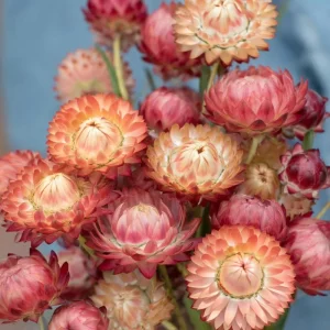 Peach Petal Dreamscape Strawflower Mix Seeds - 50 Seeds - Apricot & Peach Blooms - Image 2