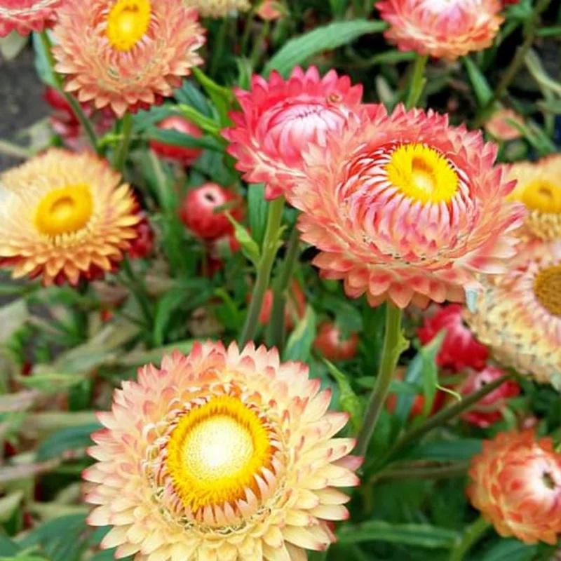 Peach Petal Dreamscape Strawflower Mix Seeds - 50 Seeds - Apricot & Peach Blooms - Image 3