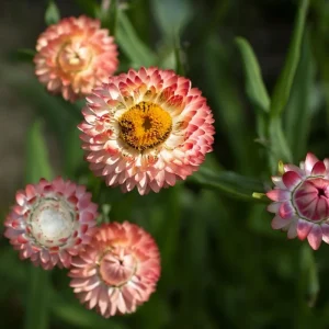 Peach Petal Dreamscape Strawflower Mix Seeds - 50 Seeds - Apricot & Peach Blooms - Image 4