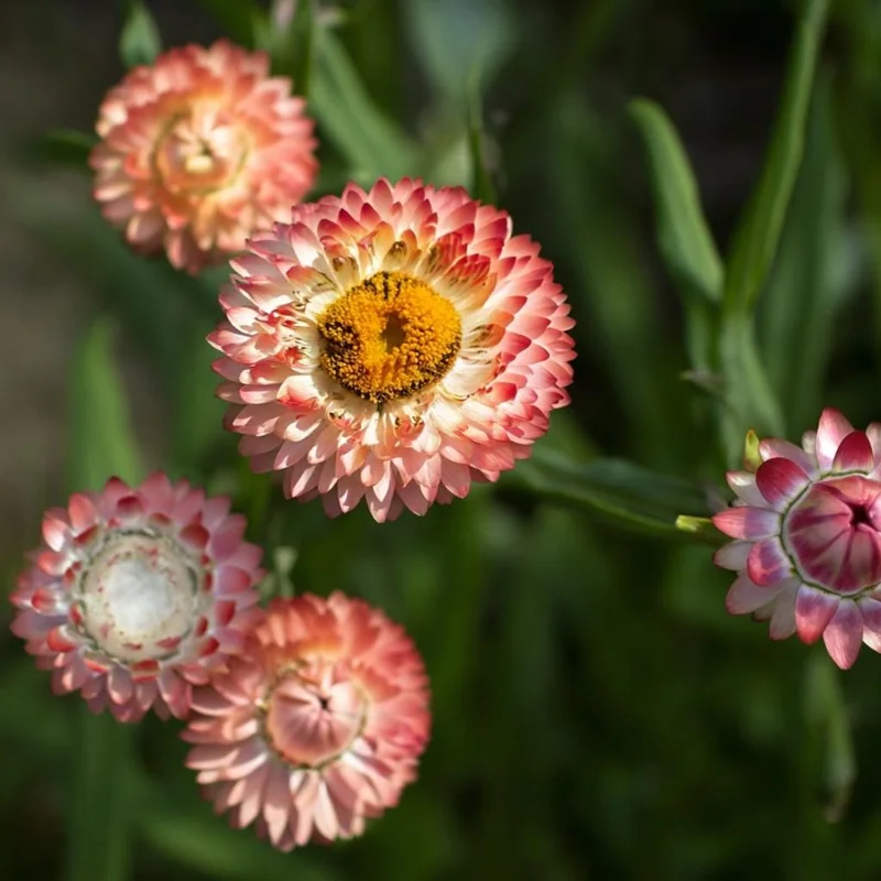 Peach Petal Dreamscape Strawflower Mix Seeds - 50 Seeds - Apricot & Peach Blooms - Image 4