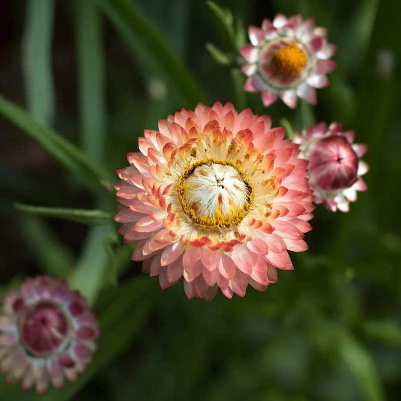 Peach Petal Dreamscape Strawflower Mix Seeds - 50 Seeds - Apricot & Peach Blooms - Image 5