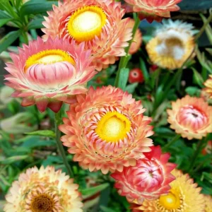 Peach Petal Dreamscape Strawflower Mix Seeds - 50 Seeds - Apricot & Peach Blooms - Image 6