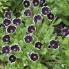 Penny Black Nemophila Seeds – Deep Purple-Black Flowers 50 Seeds – Compact Annual for Borders - Image 1