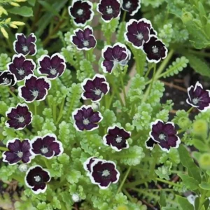 Penny Black Nemophila Seeds – Deep Purple-Black Flowers 50 Seeds – Compact Annual for Borders - Image 1