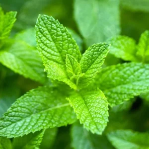 Peppermint Live Plant – Fresh Herb – 4 inch Tall in 4 inch Pot – Indoor/Outdoor - Image 2