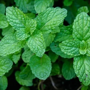 Peppermint Live Plant – Fresh Herb – 4 inch Tall in 4 inch Pot – Indoor/Outdoor - Image 3