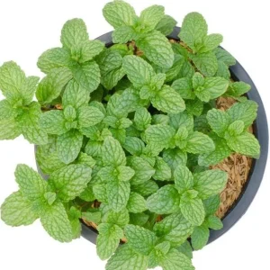 Peppermint Live Plant – Fresh Herb – 4 inch Tall in 4 inch Pot – Indoor/Outdoor - Image 4