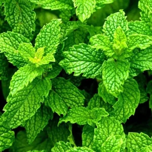 Peppermint Live Plant – Fresh Herb – 4 inch Tall in 4 inch Pot – Indoor/Outdoor - Image 5