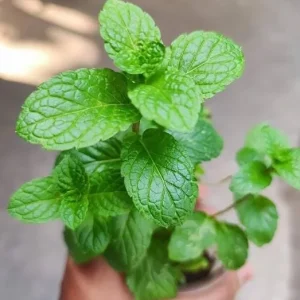 Peppermint Live Plant – Fresh Herb – 4 inch Tall in 4 inch Pot – Indoor/Outdoor - Image 6