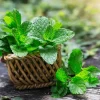 Peppermint Live Plant – Fresh Herb – 4 inch Tall in 4 inch Pot – Indoor/Outdoor - Image 1