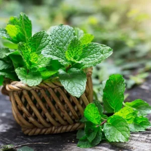 Peppermint Live Plant – Fresh Herb – 4 inch Tall in 4 inch Pot – Indoor/Outdoor - Image 1
