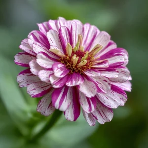 Peppermint Stick Zinnia Seeds - 25 Seed Mix for Vibrant Garden Blooms - Image 4