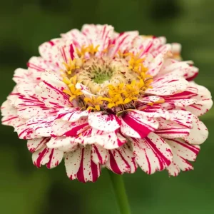 Peppermint Stick Zinnia Seeds - 25 Seed Mix for Vibrant Garden Blooms - Image 5