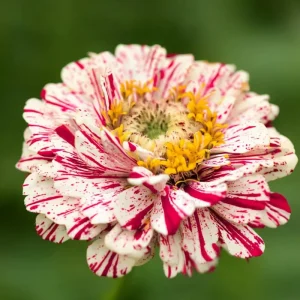 Peppermint Stick Zinnia Seeds - 25 Seed Mix for Vibrant Garden Blooms - Image 6