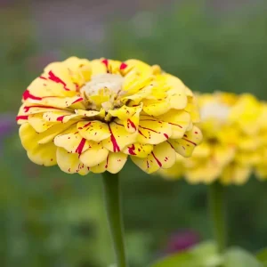 Peppermint Stick Zinnia Seeds - 25 Seed Mix for Vibrant Garden Blooms - Image 7