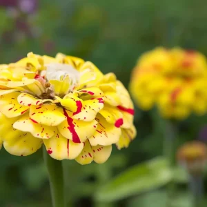 Peppermint Stick Zinnia Seeds - 25 Seed Mix for Vibrant Garden Blooms - Image 8
