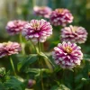 Peppermint Stick Zinnia Seeds - 25 Seed Mix for Vibrant Garden Blooms - Image 1