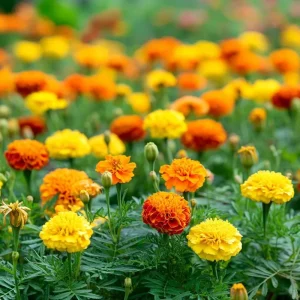 Petite French Marigold Seeds Mix - 300 Multi-Color Blooms - Attracts Pollinators - Image 4