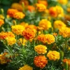 Petite French Marigold Seeds Mix - 300 Multi-Color Blooms - Attracts Pollinators - Image 1