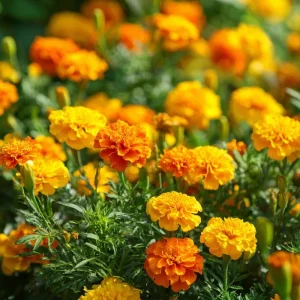 Petite French Marigold Seeds Mix - 300 Multi-Color Blooms - Attracts Pollinators - Image 1