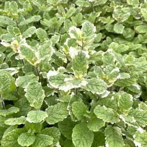 Pineapple Mint Live Plant – Variegated Herb, 4 Inch Tall in 4 Inch Pot, Indoor/Outdoor - Image 2