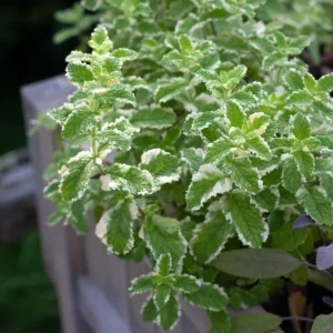 Pineapple Mint Live Plant – Variegated Herb, 4 Inch Tall in 4 Inch Pot, Indoor/Outdoor - Image 3