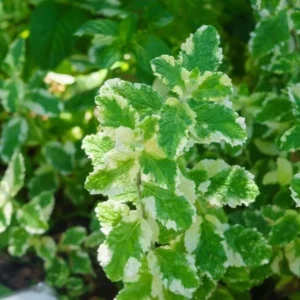 Pineapple Mint Live Plant – Variegated Herb, 4 Inch Tall in 4 Inch Pot, Indoor/Outdoor - Image 4