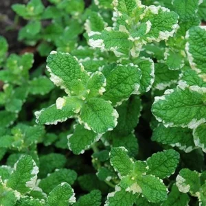 Pineapple Mint Live Plant – Variegated Herb, 4 Inch Tall in 4 Inch Pot, Indoor/Outdoor - Image 5